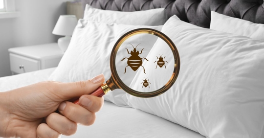 bed bugs