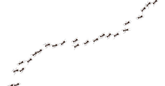 ant trail
