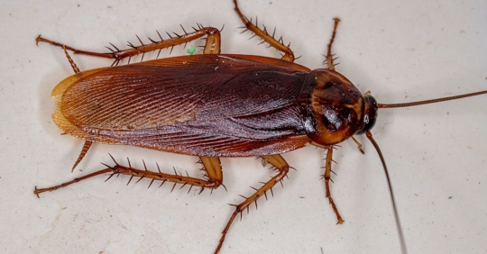 cockroach