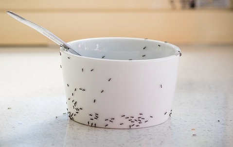 ants swarming a bowl of food