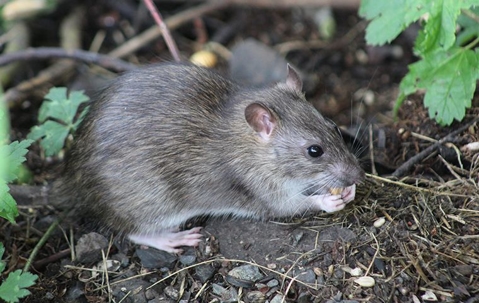 mouse outside eating