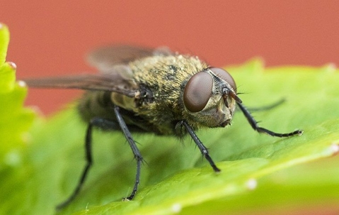 fly on a leaf