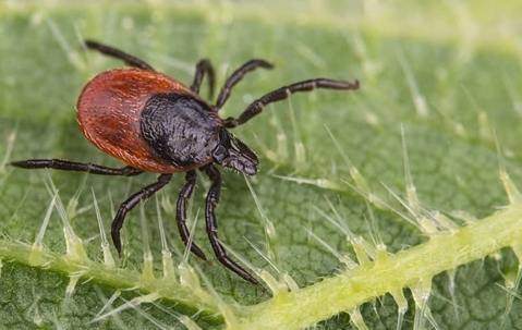 tick on leaf