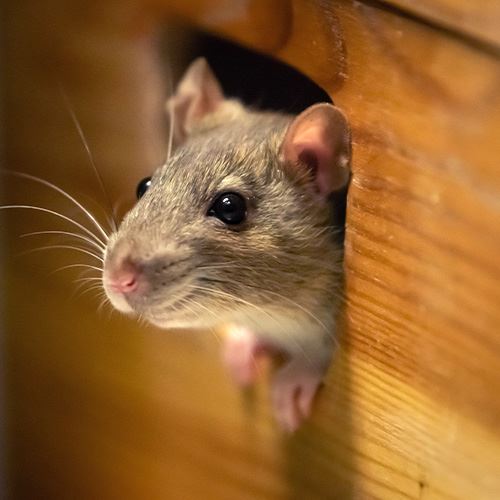 Rodent Control