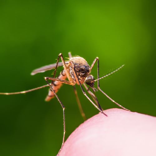 Green Mosquito Control