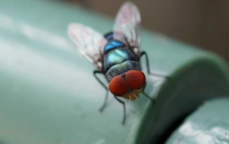 Flies