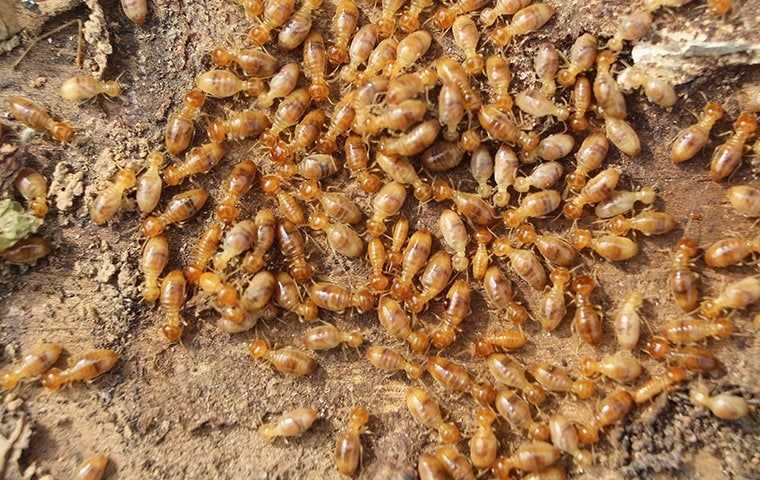 are large swarm of termites