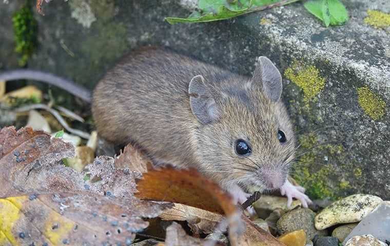 a little mouse on the ground