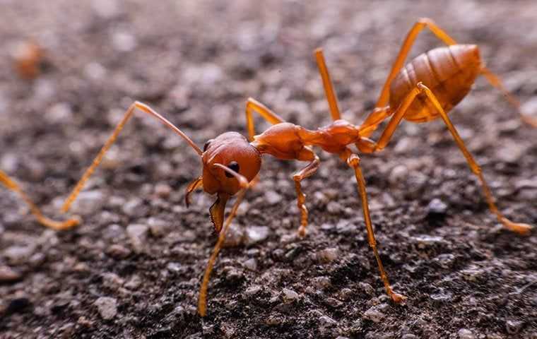 fire ant on the ground