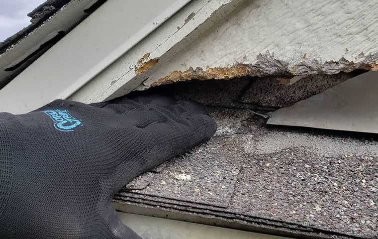 inspecting damage outside a home