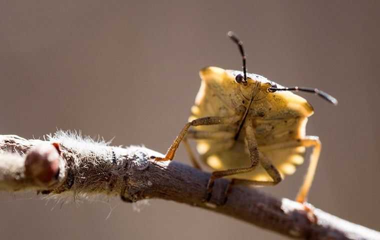 a chinch bug on a stem