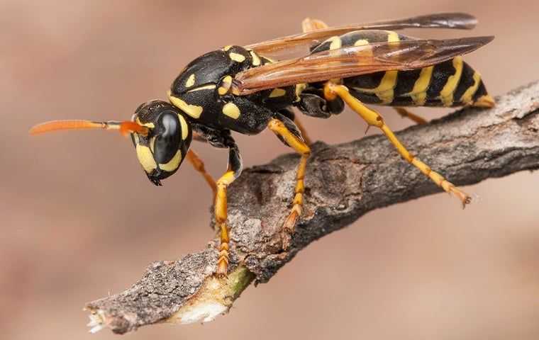 a wasp on a branch
