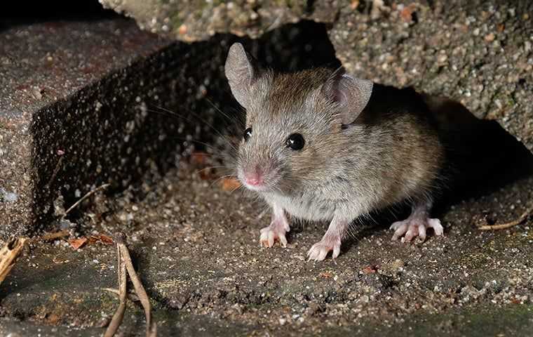 a house mouse hiding near a home