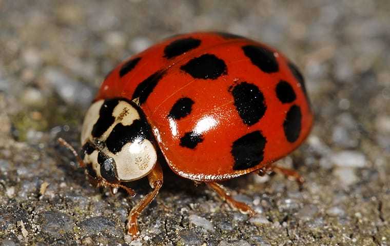 a asian lady beetle