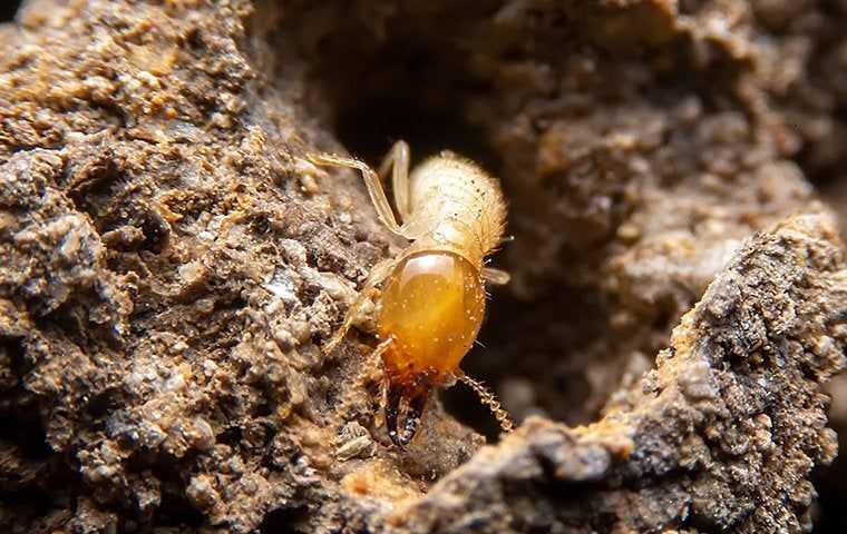 a termite crawling in wood