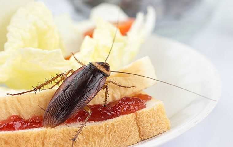 cockroach crawling on sandwich