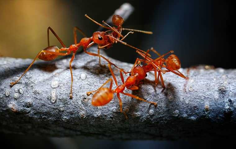 fire ants fighting on a branch