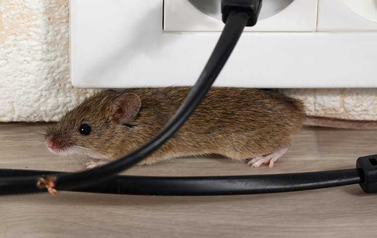 a mouse next to a chewed wire