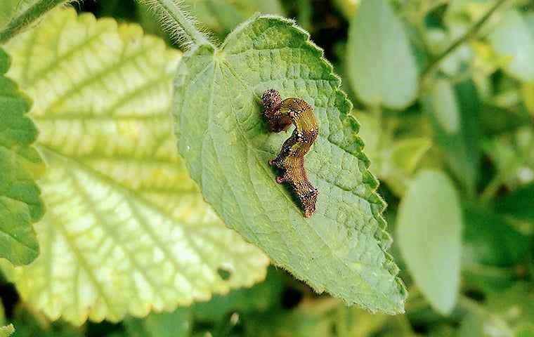 an army worm on a leaf
