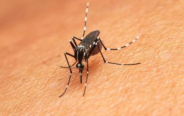 mosquito on a person