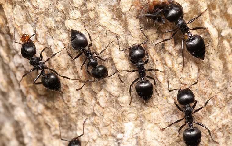 ants on the bark of a tree