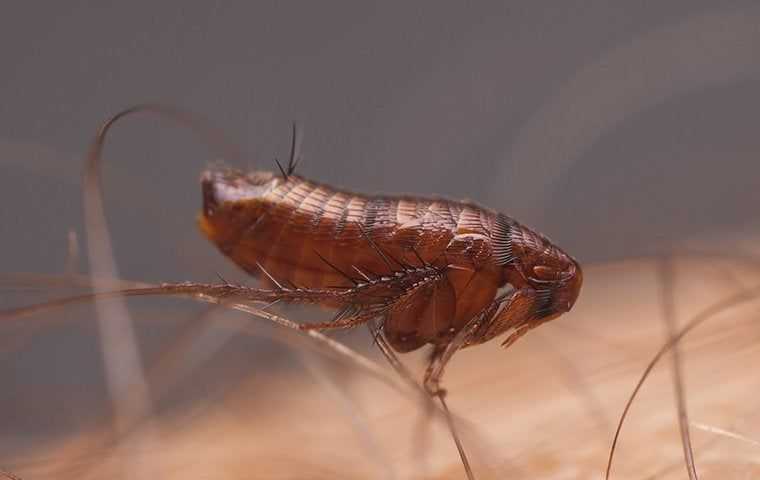 a flea up close