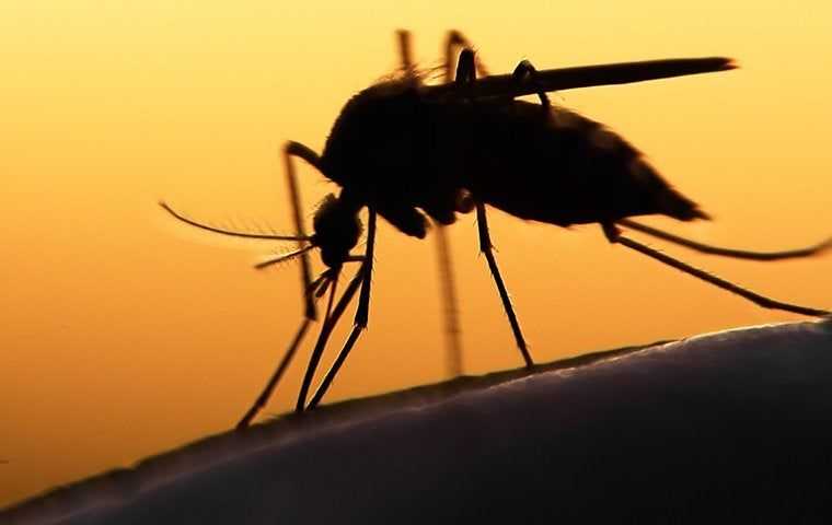 mosquito at sunset
