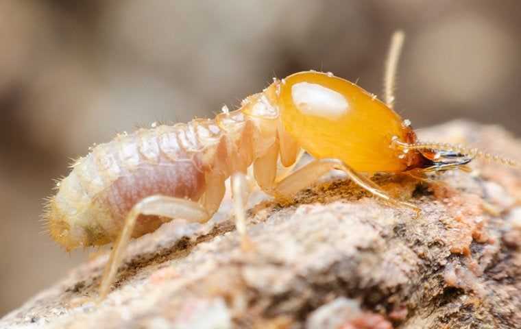 big termite up close