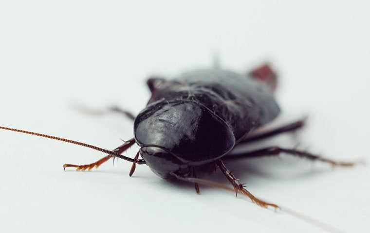 up close image of a german cockroach crawling in a kitchen