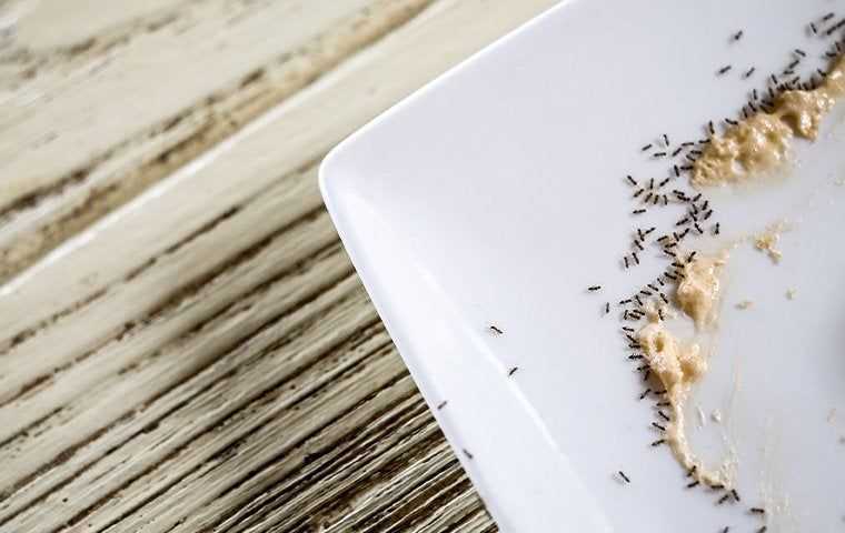 ants on a plate in a kitchen