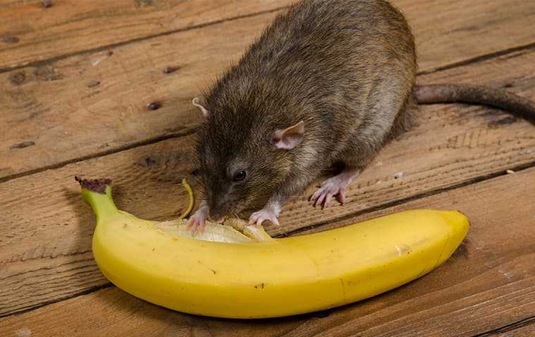 rat chewing on banana on counter