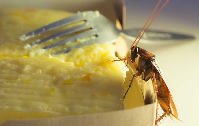 american cockroach crawling on food