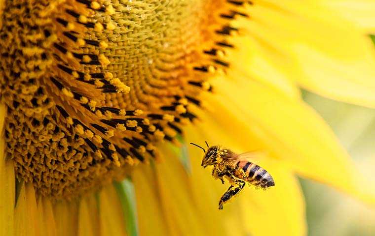 a bee flying toward a flower