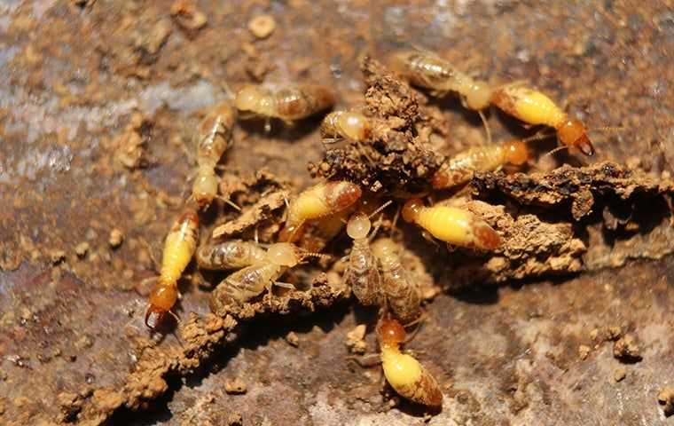 termites on the ground