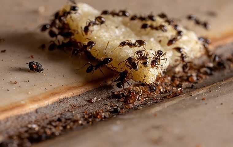 ants on a spilled piece of food 