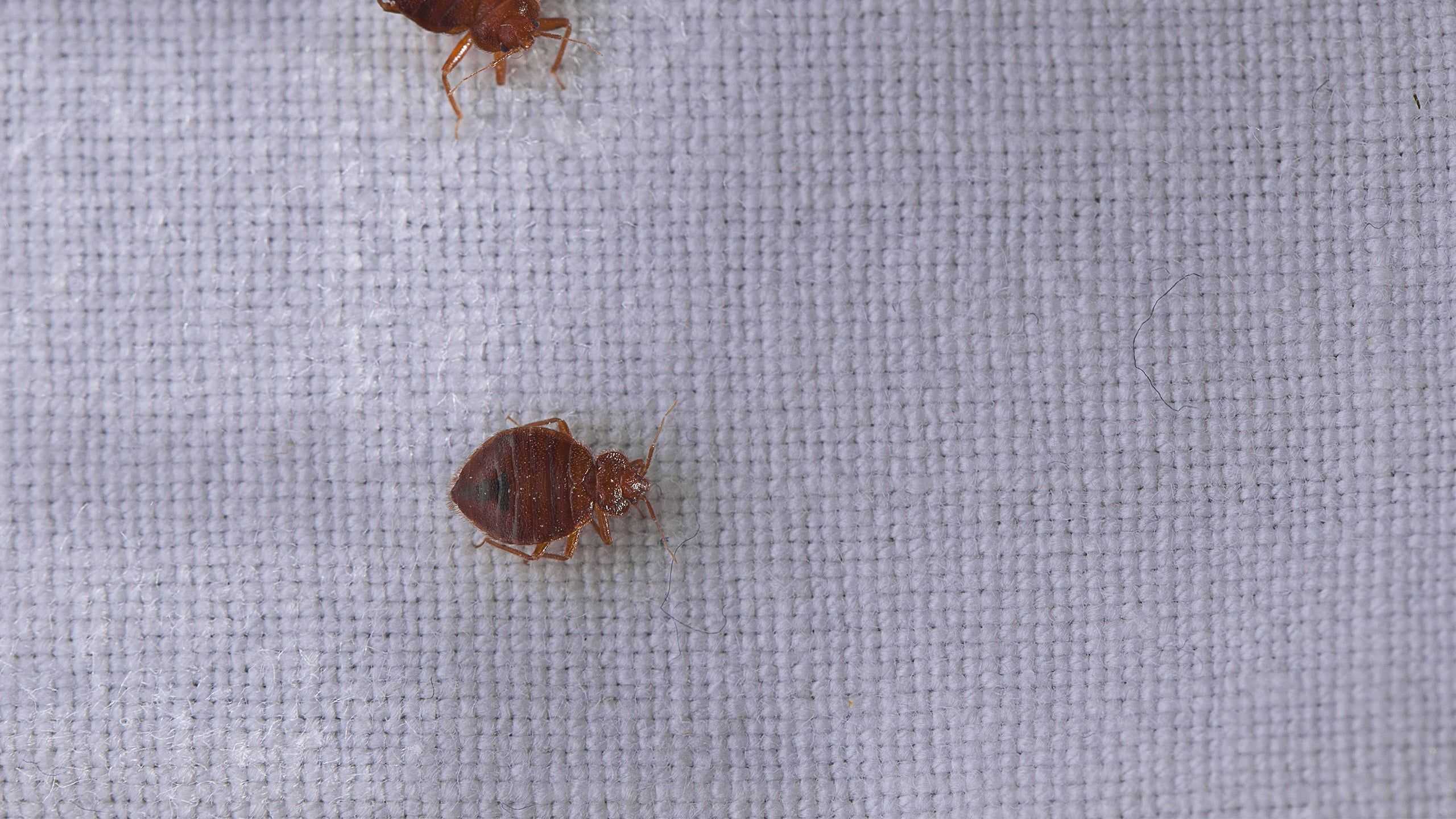 bed bug on a woven blanket