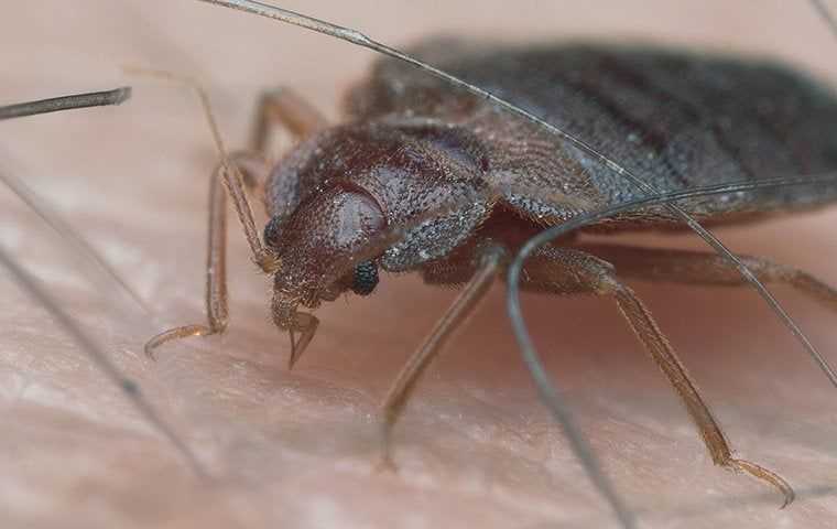 big bed bug up close