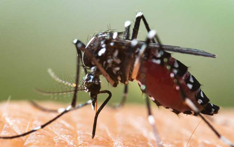 big mosquito up close