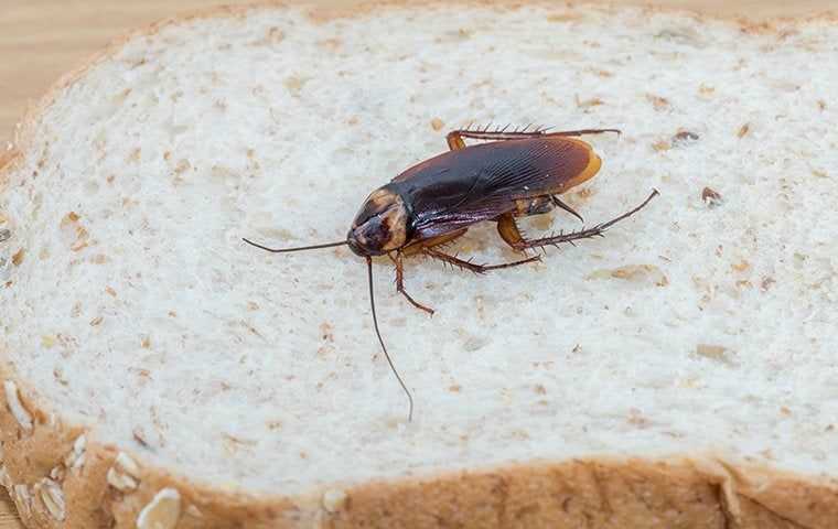 cockroach on bread in a home