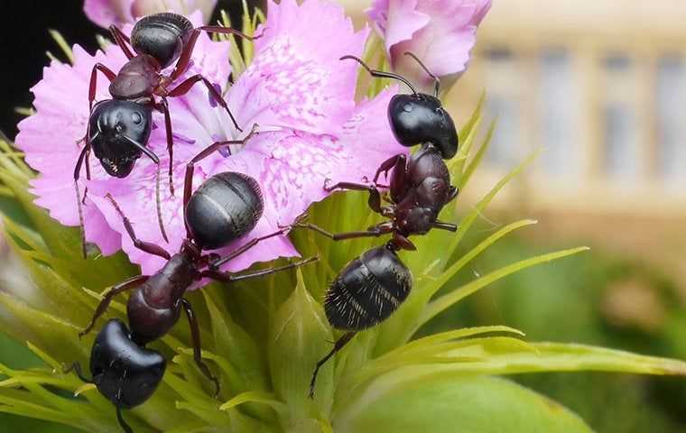 ants crawling on a pink flower