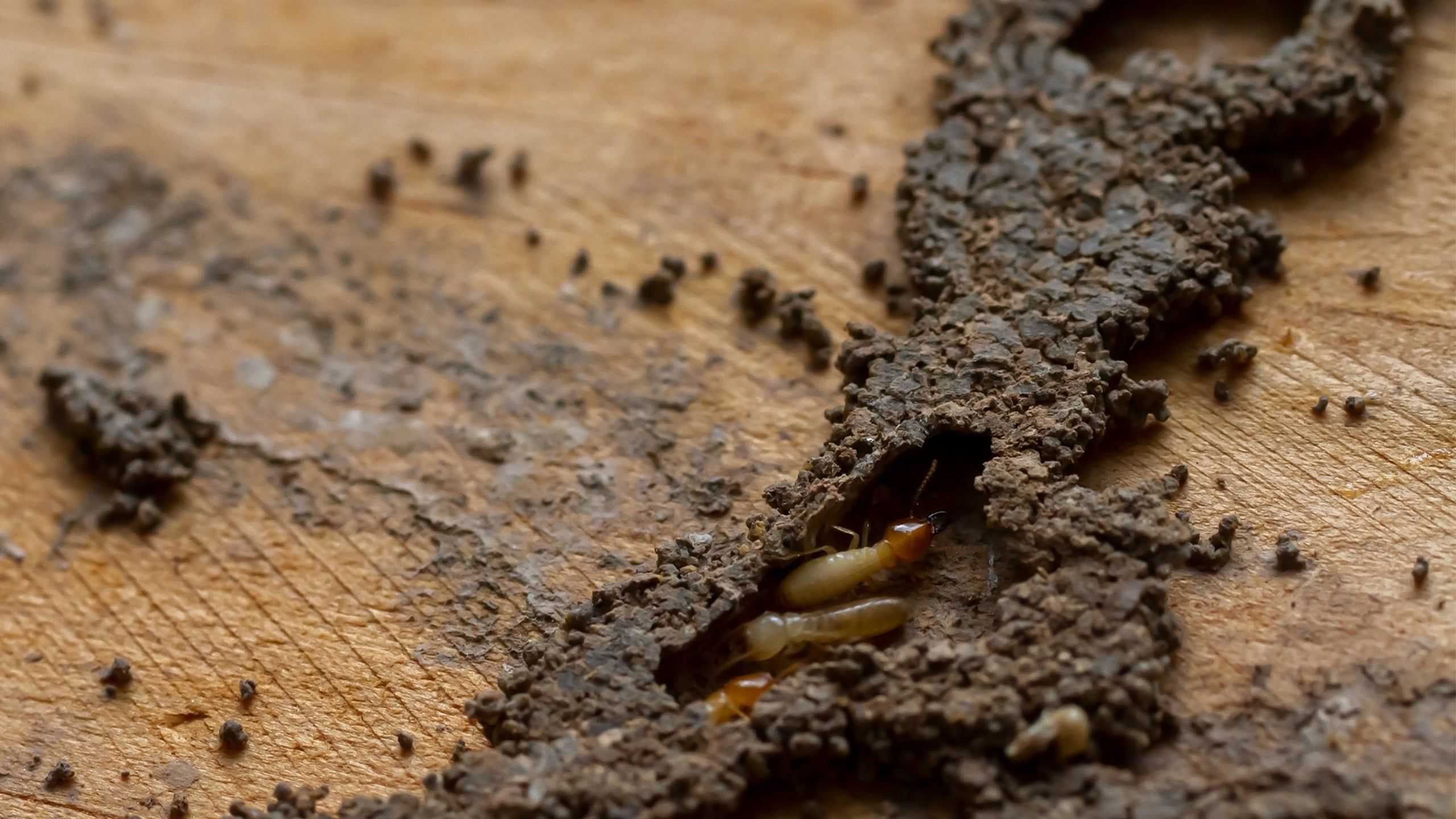 termites in a mud tube