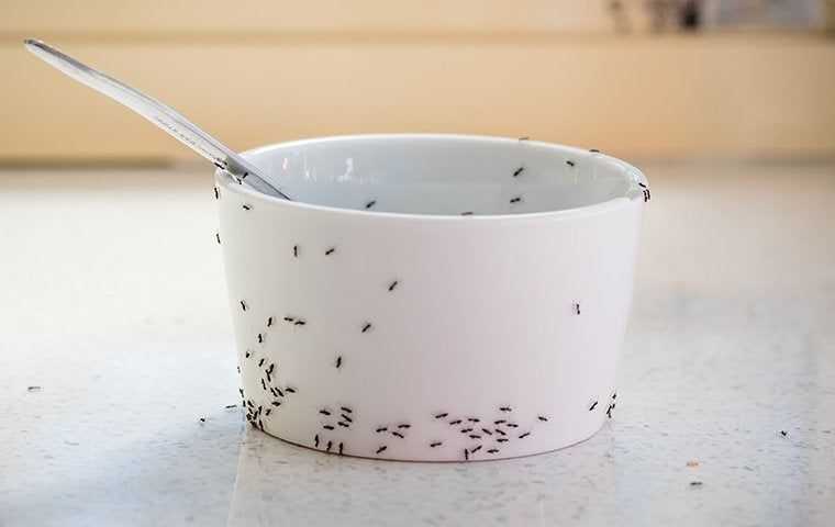 ants swarming a bowl of food