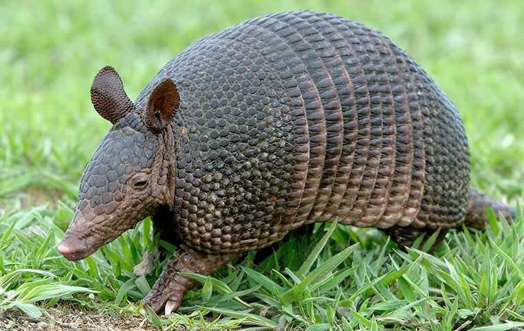 an armadillo in the grass