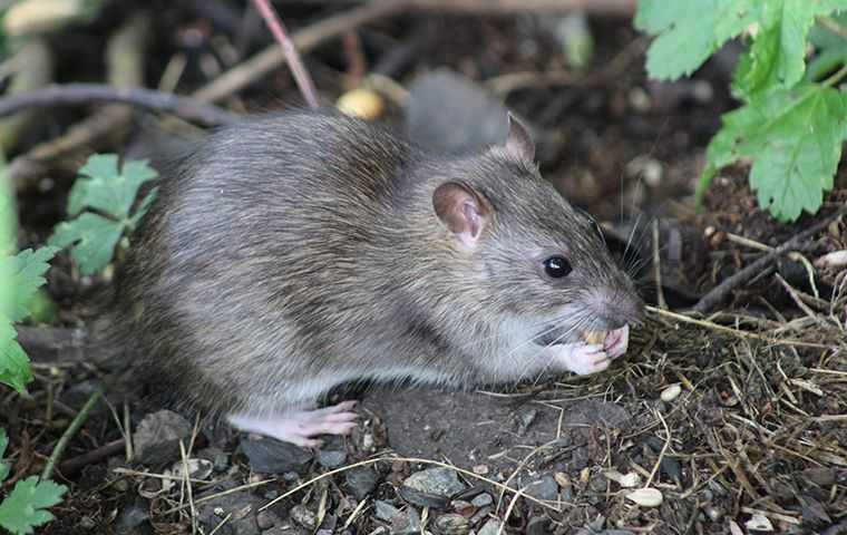 mouse outside eating