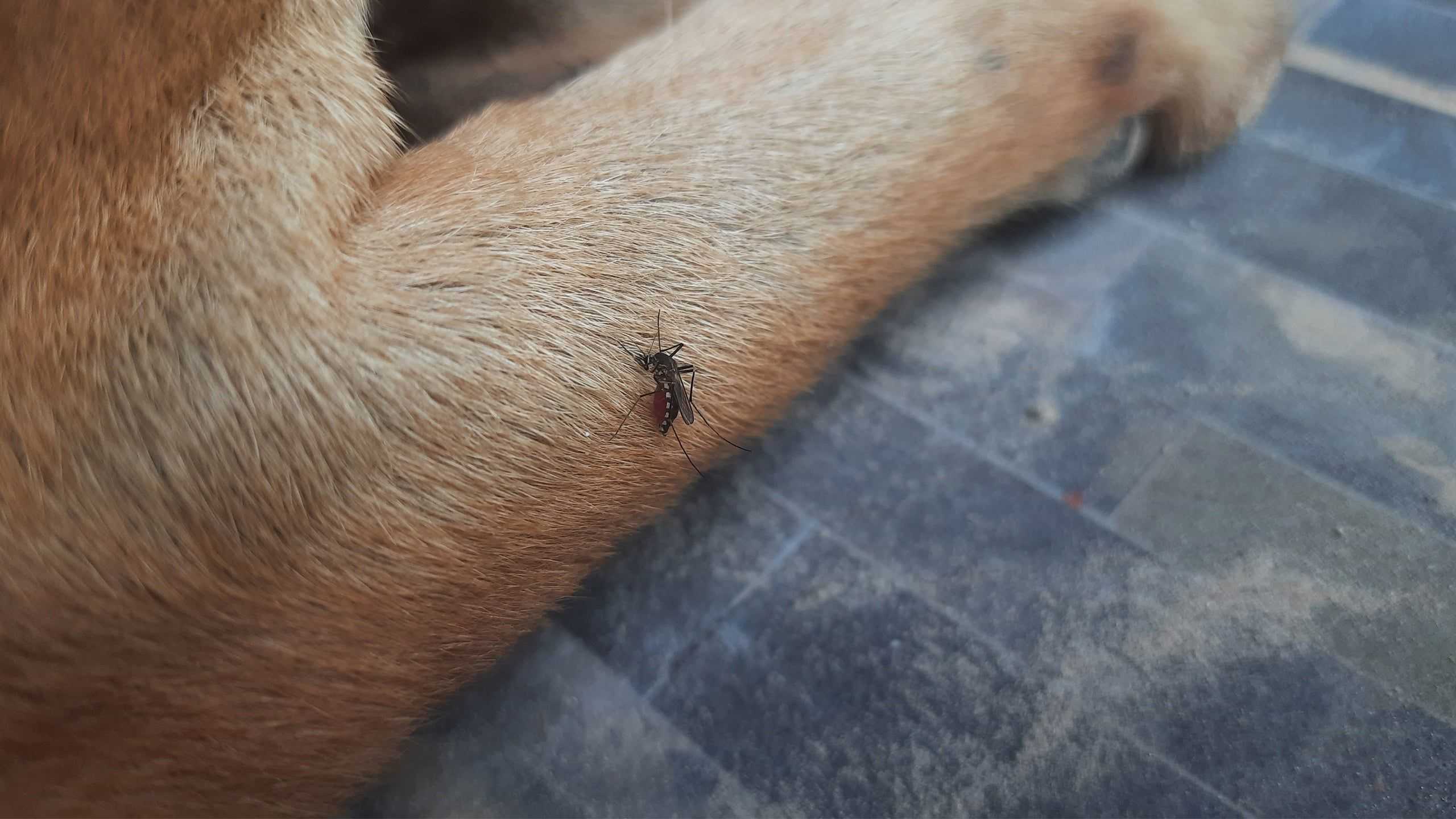 a mosquito biting a dogs leg
