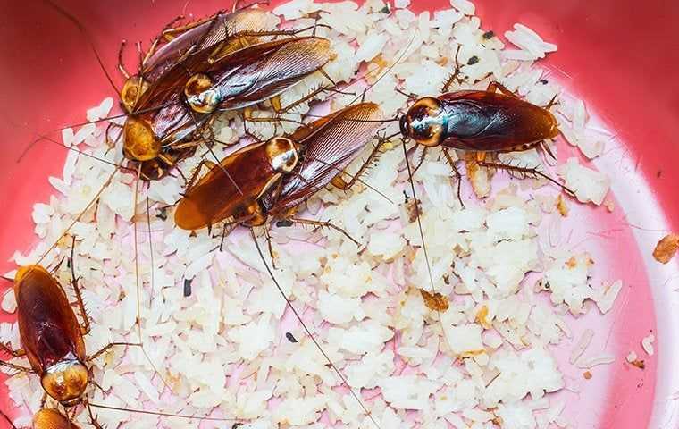 cockroaches in a bowl of rice