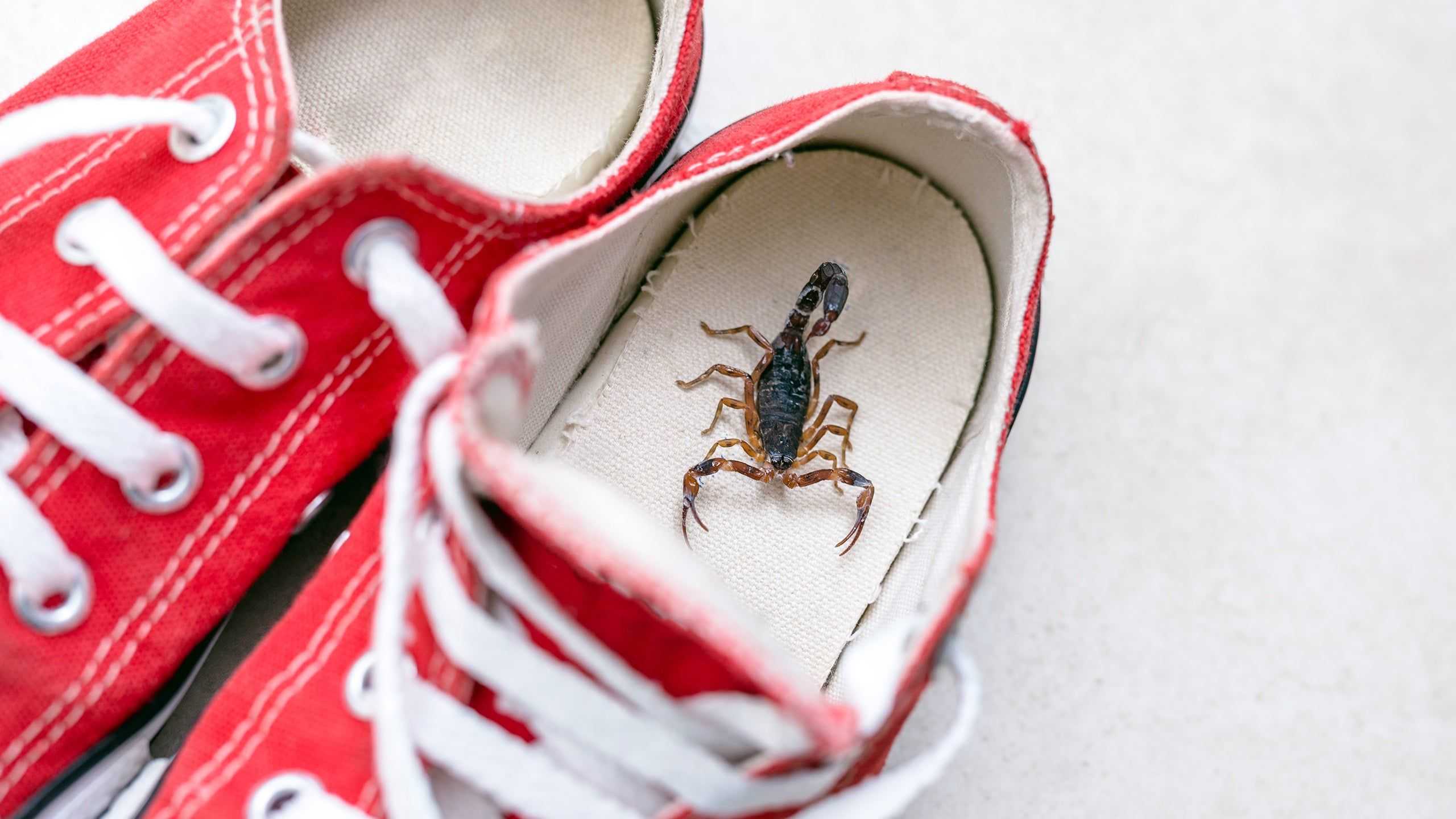 a scorpion in the bottom of a red sneaker