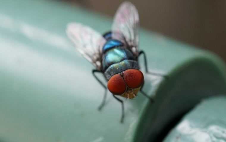 fly on plastic in the trash