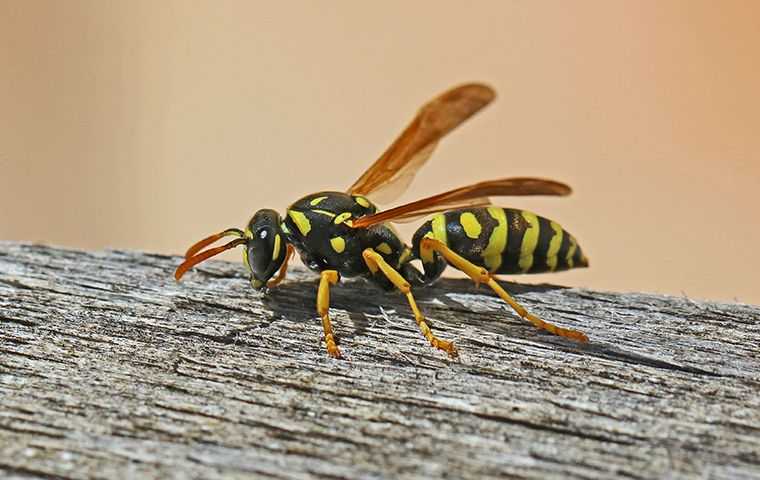 wasp on wood fence