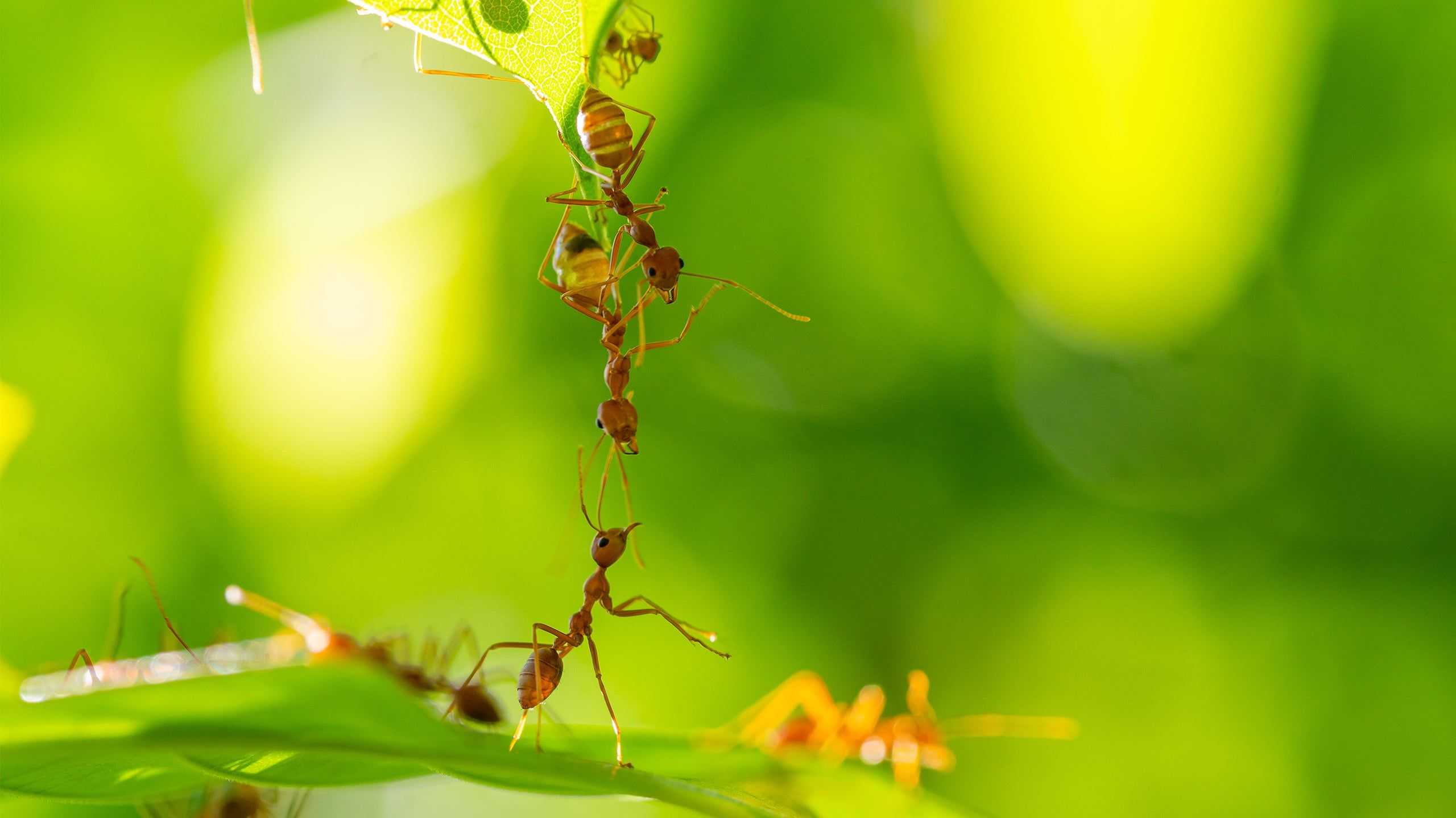 fire ants climbing between two leaves